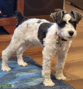Black and White Miniature Schnauzer Listing Image