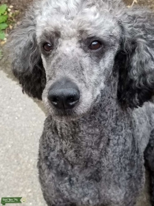 Blue Miniature Poodle Listing Image