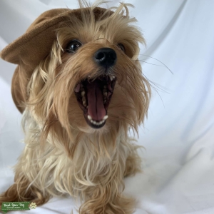 Ready to breed 5lb male yorkie Listing Image