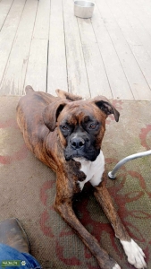 Female Brindle Boxer Listing Image