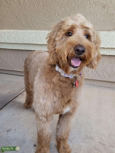 Seeking Stud for Goldendoodle  Listing Image