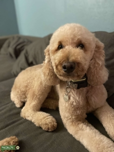 Standard Poodle Apricot Stud Listing Image
