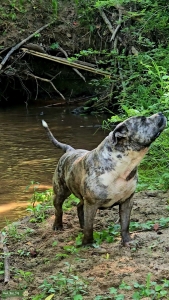 XL Bully Merle  Listing Image