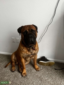 Bullmastiff Stud Listing Image