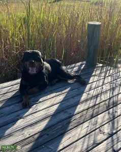 Big German Rottweiler  Listing Image
