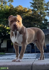 XL Bully Male Stud Listing Image