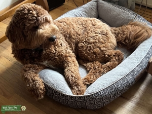 Labradoodle, Fresh, Healthy, Playful Listing Image