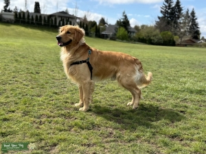 Golden boy Listing Image