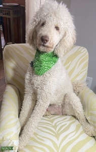 Green Eyes!   Cream & Apricot Poodle Listing Image