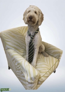 Green Eyes!   Cream & Apricot Poodle Listing Image