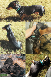 Dappled Miniature Dachshund Available for Studding Listing Image