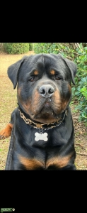 Large Stud Rottweiler  Listing Image
