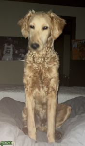 Primal Goldendoodle Stud Listing Image
