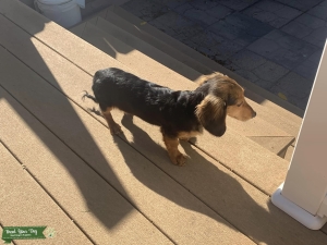 Miniature purebred Dashchund Listing Image