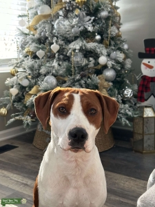 Brittany spaniel / pitbull mix Listing Image