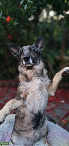 Jack Russell Mix  Listing Image