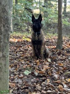 Belgian Malinois Stud Listing Image