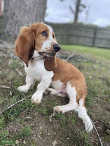 Stud Looking for partner Listing Image