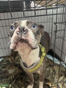 Merle with both blue eyes Listing Image