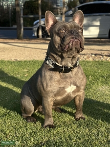 Stud French Bulldog: Blue-Gray with Isabella Bloodline and Strong Bone Structure Listing Image