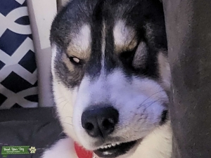 Sweet purebred Siberian Husky stud looking for a playmate to try breeding for the first time. Very smart and well tempered. Great with kids and other dogs. VERY energetic and playful. Comes with pedigree paperwork Listing Image