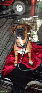 Fawn Boxer looking for date  Listing Image