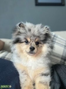Merle Pomeranian Listing Image