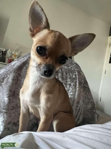 Cute chihuahua looking for a stud  Listing Image