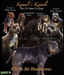 XL American Bully Stud Listing Image