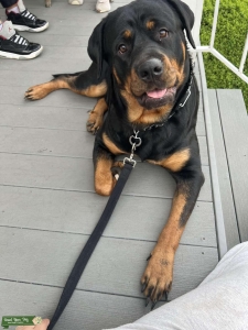 Rottweiler Looking For Love Listing Image