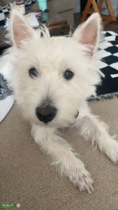 White West Highland Terrier Listing Image