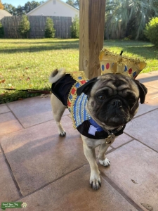 2 year old purebred stud pug! Listing Image