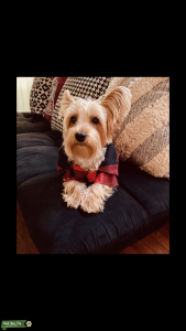 Morkie ready to mate Listing Image