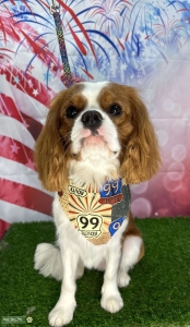 Looking to mate Cavalier King Charles Spaniel Listing Image