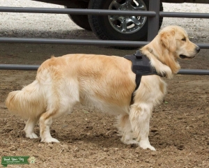 Champion Bloodline Stud Listing Image