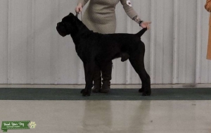 NBOB UKC Champion Health Tested Listing Image