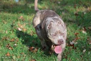 XL American Bully stud Listing Image