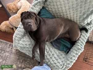 Black purebred Shar Pei  Listing Image