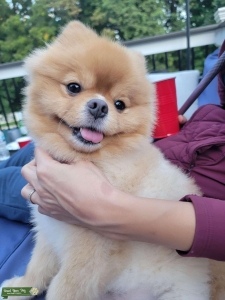 Pure bred Pom male 5 yrs old Listing Image