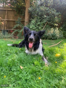 Male Border Collie Stud Available for Breeding Listing Image