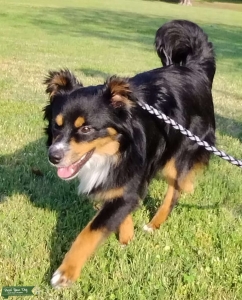 AKC Registered Black Tri Mini Aussie/Mini American Shepherd Listing Image