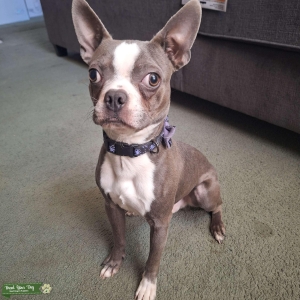 Spud the stud  Listing Image