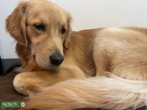 Golden Retriever Listing Image