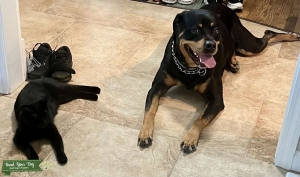 Rottweiler  Listing Image