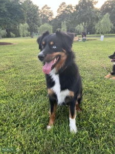 Australian shepherd  Listing Image