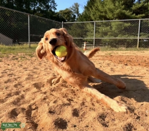 Stud Dog Listing Image