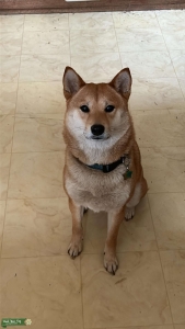 3 year old pure bred Listing Image