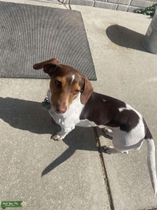 Dachshund Listing Image
