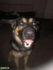 German shepherd good health 11 months old Listing Image