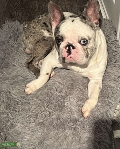 Merle French bulldog looking for a mate. Listing Image